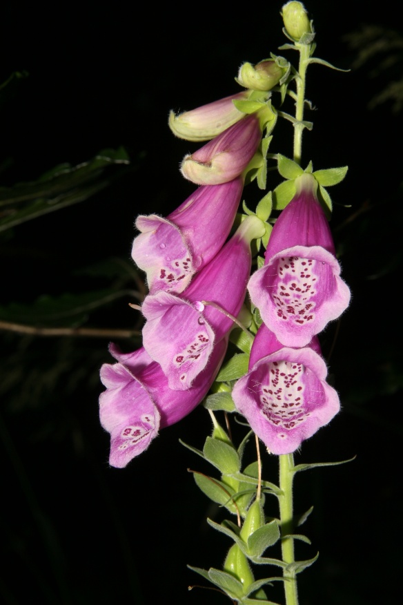 Digitalis purpurea / Digitale rossa